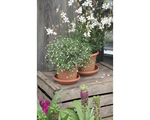 Zwei Blumentöpfe mit blühenden Pflanzen auf einer Holzkiste