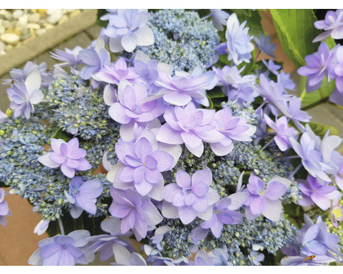 Nahaufnahme einer Tellerhortensie mit blauen Blüten