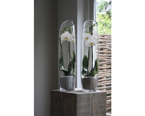Zwei Orchideen in Glasvasen auf einem Holzsockel