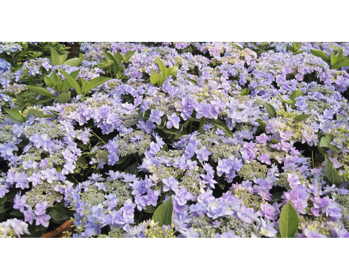 Nahaufnahme von Hortensienblüten