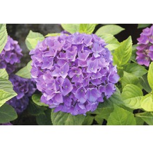 Nahaufnahme einer lila Hortensienblüte