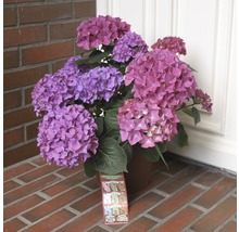 Hortensie in einem Topf mit lila und rosa Blüten.