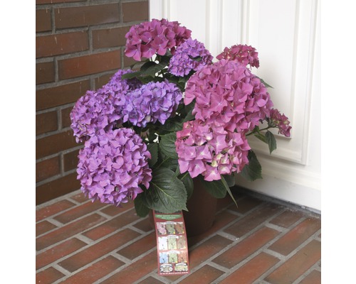 Hortensie in einem Topf mit lila und rosa Blüten.