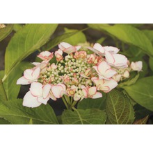 Nahaufnahme einer Hortensienblüte im Garten.