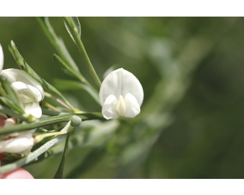 Edelginster FloraSelf Cytisus praecox 'White Lion' H 40-60 cm Co 2 L Nahaufnahme einer weißen blühenden Pflanze.