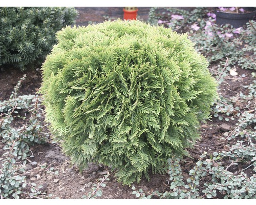 Kugelthuja im Gartenbeet