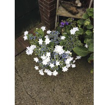 Hortensien Arrangement mit weißen Blüten und grünen Blättern im Gartenbereich.