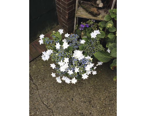 Hortensien Arrangement mit weißen Blüten und grünen Blättern im Gartenbereich.