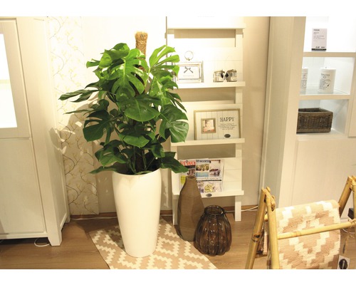 Zimmeransicht mit Monstera-Pflanze in einem Topf, Regal und Dekoartikeln