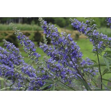 Blütenstand einer winterharten Sorte von Mönchspfeffer im Garten