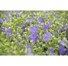 Immergrünpflanze mit grünen Blättern und blauen Blüten