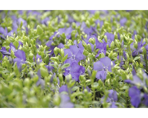 Immergrünpflanze mit grünen Blättern und blauen Blüten