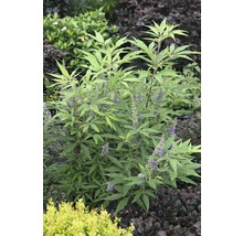 Blühender Strauch mit grünen Blättern und lila Blüten