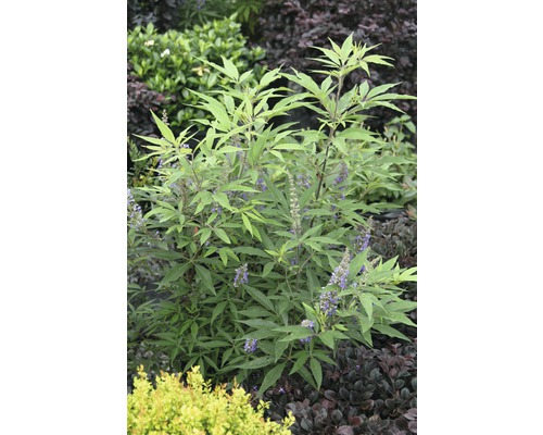 Blühender Strauch mit grünen Blättern und lila Blüten