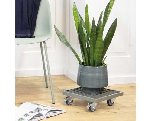 Zimmerpflanze in einem Topf auf einem Pflanzenroller, neben einem Stuhl und einem Buch.