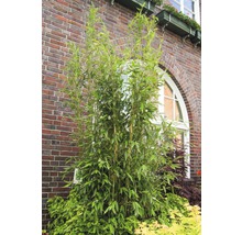 Bambuspflanze vor einem Backsteingebäude im Außenbereich