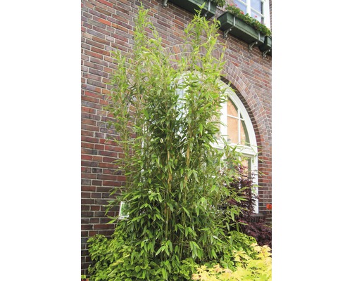 Säulenbambus Fargesia 'Maasai'® H 175-200 cm Co 40 L Bambuspflanze vor einem Backsteingebäude im Außenbereich