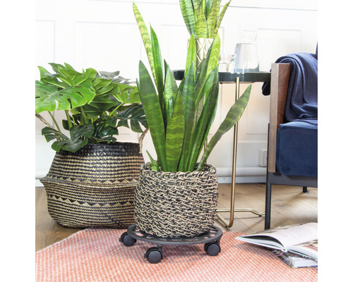 Zimmerpflanzen in geflochtenen Übertöpfen auf einem Pflanzenroller in einem Wohnraum