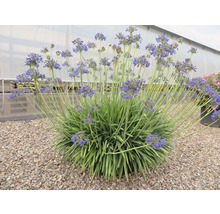 Agapanthus Pflanze mit blauen Blüten auf Kies