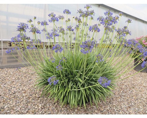 Agapanthus Pflanze mit blauen Blüten auf Kies