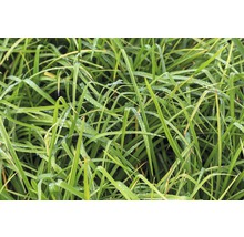 Japan-Segge FloraSelf Carex morrowii H 5-30 cm Co 0,5 L