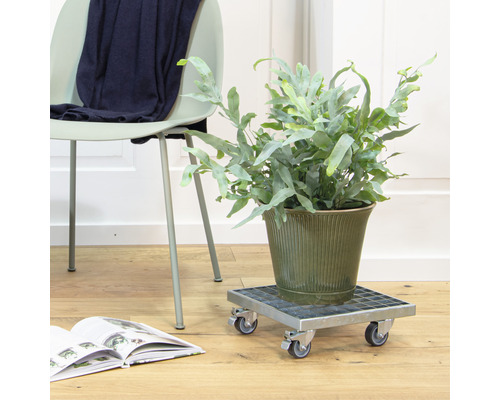 Zimmerpflanze in einem Topf auf einem Pflanzenroller neben einem Stuhl mit einem Buch