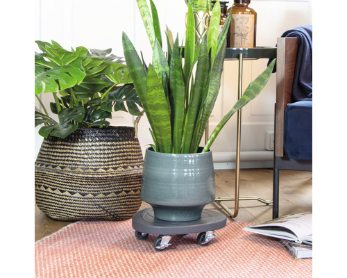 Zimmerpflanze in einem Topf auf einem Pflanzenroller im Wohnzimmer.