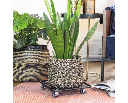 Zimmerpflanzen-Szene mit Korb und Pflanzenroller