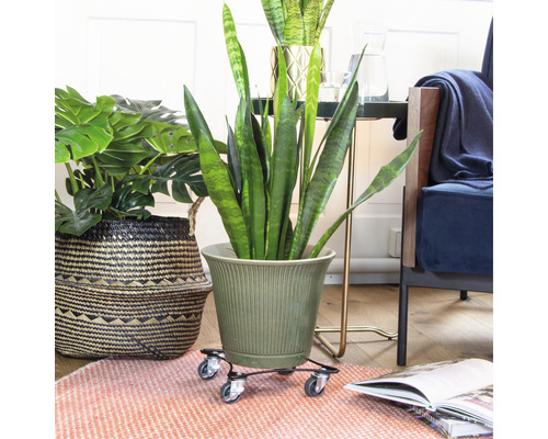 Zimmer mit Pflanzen, Pflanztopf und Pflanzenroller für einfachen Transport