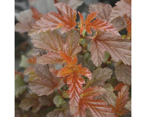 Blasenspiere FloraSelf Physocarpus opulifolius 'Lady in Red' H 50-60 cm Co 4 L Blätter einer Fasanenspiere im Detail