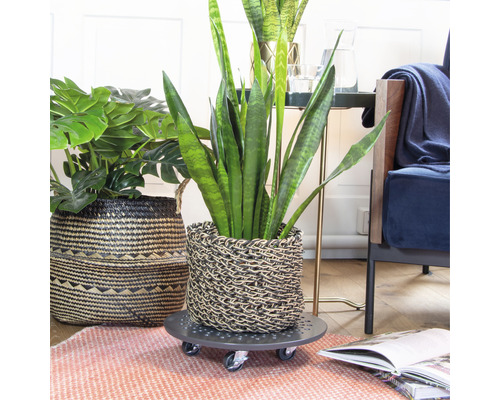 Zimmeransicht mit Pflanzen in Körben auf Pflanzenrollern