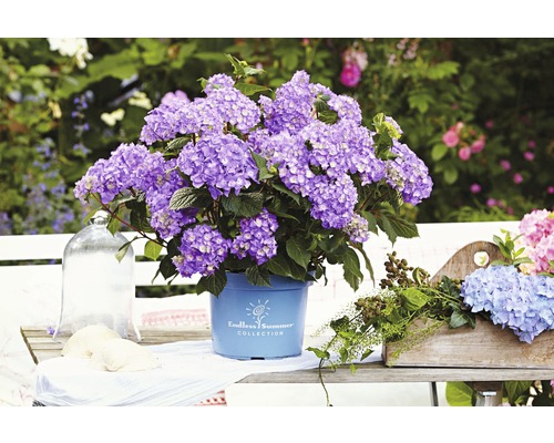 Blaue Gartenhortensie, Bauernhortensie FloraSelf Hydrangea macrophalla 'Bloomstar' H 50-60 cm Co 5 L