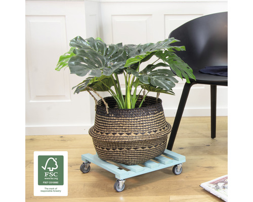 Zimmerpflanze im Korb auf Pflanzenroller mit FSC Siegel