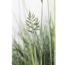 Nahaufnahme von Grassamenstand