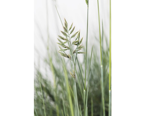 Nahaufnahme von Grassamenstand