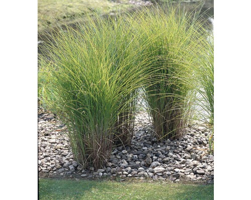 Feinhalm Chinaschilf FloraSelf Miscanthus sinensis 'Gracillimus' H 20-100 cm Co 6 L Chinaschilf im Gartenbeet mit Steinen
