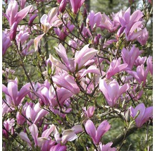 Nahaufnahme eines blühenden Magnolienstrauchs