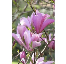 Nahaufnahme einer Magnolienblüte
