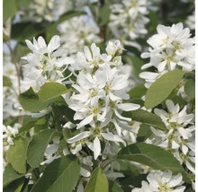Blüten der Felsenbirne mit grünen Blättern