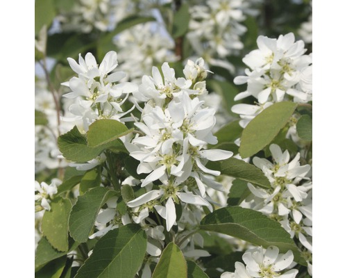 Blüten der Felsenbirne mit grünen Blättern