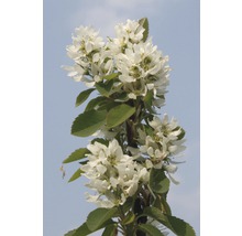 Säulen Felsenbirne FloraSelf Amelanchier alnifolia 'Obelisk'® H 100-125 cm Co 15 L