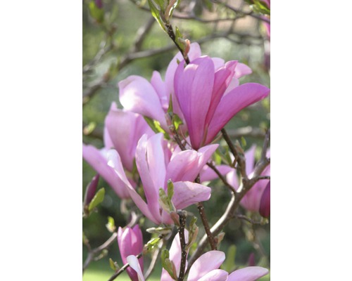 Magnolie FloraSelf Magnolia Hybride H 50-60 cm Co 15 L zufällige Sortenauswahl Nahaufnahme einer blühenden Magnolie mit rosa Blüten