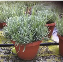 Lavendel im Topf