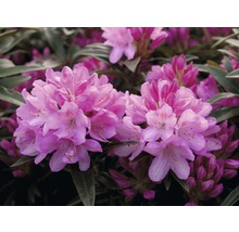 Nahaufnahme von Rhododendronblüten