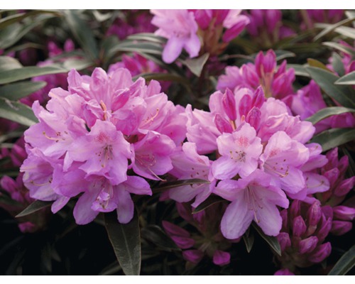 Wild-Rhododendron FloraSelf Rhododendron ponticum 'Graziella' H 25-30 cm Co 5 L
