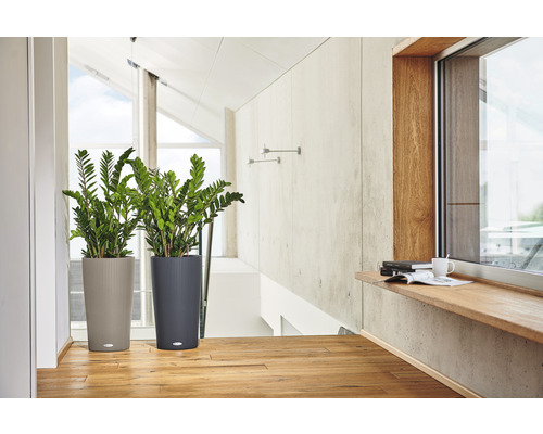 Zwei Zimmerpflanzen in strukturierten Pflanzgefäßen in hellem Raum