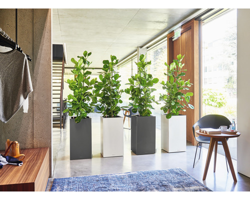 Innenraum mit vier Pflanzen in quadratischen Pflanzgefäßen