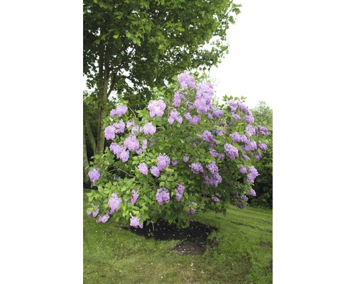 Blühender Fliederstrauch im Garten