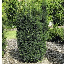 Immergrüne Säuleneibe im Garten
