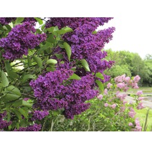 Nahaufnahme von lila blühendem Flieder im Garten.